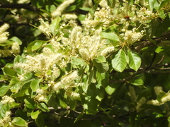 Terminalia microcarpa