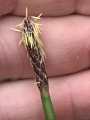 Eleocharis acuta