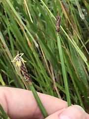 Eleocharis acuta