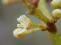 Campnosperma seychellarum