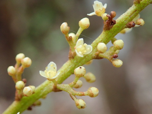 Campnosperma seychellarum