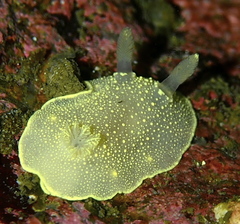 Cadlina laevis