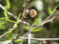 Pittosporum divaricatum