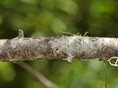 Pittosporum divaricatum