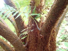 Cyathea sechellarum