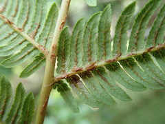 Cyathea sechellarum