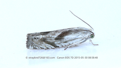 Eucosma metzneriana