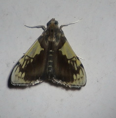 Rehimena cissophora