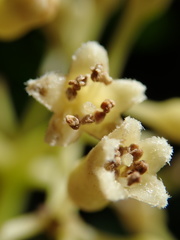 Pisonia sechellarum