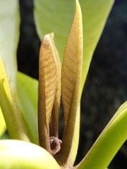 Pisonia sechellarum