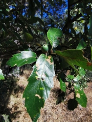 Quercus eduardii