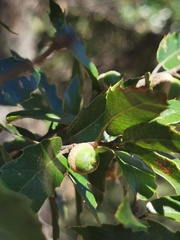 Quercus eduardii