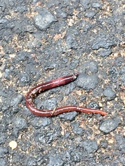 Lumbricus terrestris