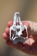 Lepus californicus insularis