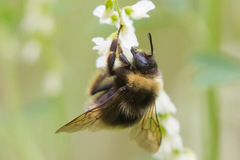 Bombus mckayi