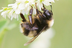 Bombus mckayi