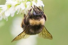 Bombus mckayi