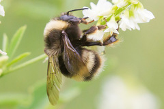 Bombus mckayi