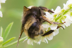 Bombus mckayi