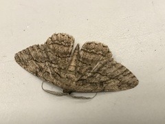 Hypomecis transcissa