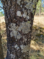 Quercus eduardii