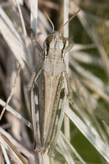 Melanoplus borealis