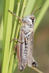 Melanoplus borealis