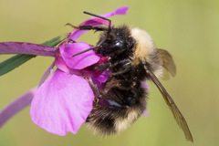 Bombus mckayi