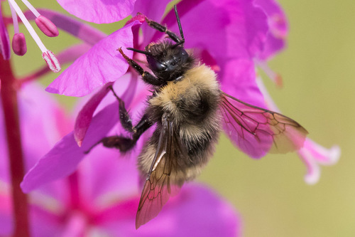 McKay's Western Bumble Bee