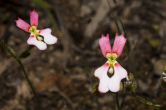 Stylidium calcaratum