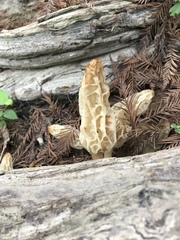 Morchella rufobrunnea