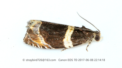 Olethreutes electana