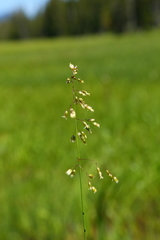 Anthoxanthum nitens