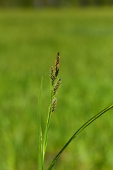 Carex luzulina
