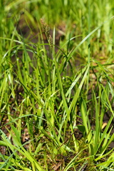Carex luzulina
