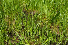 Carex luzulina