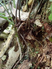 Asplenium tenerum image