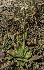 Arabis eschscholtziana