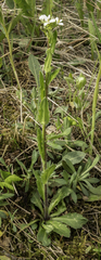 Arabis eschscholtziana