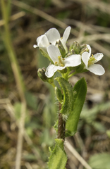 Arabis eschscholtziana