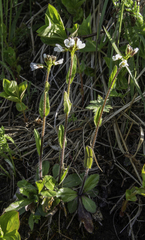 Arabis eschscholtziana