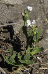 Arabis eschscholtziana