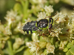 Hedriodiscus truquii