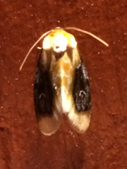 Chrysoecia scira