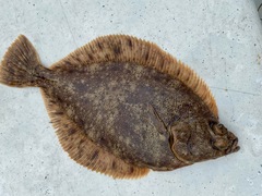 Lepidopsetta bilineata