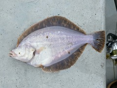 Lepidopsetta bilineata
