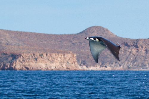 Munk's devil ray (Mobula munkiana) — Myliobatidae — 2