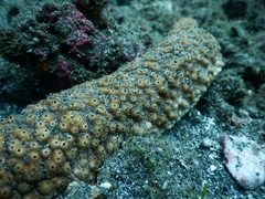 Holothuria fuscocinerea