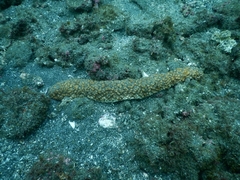 Holothuria fuscocinerea