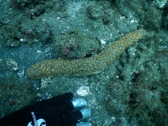 Holothuria fuscocinerea